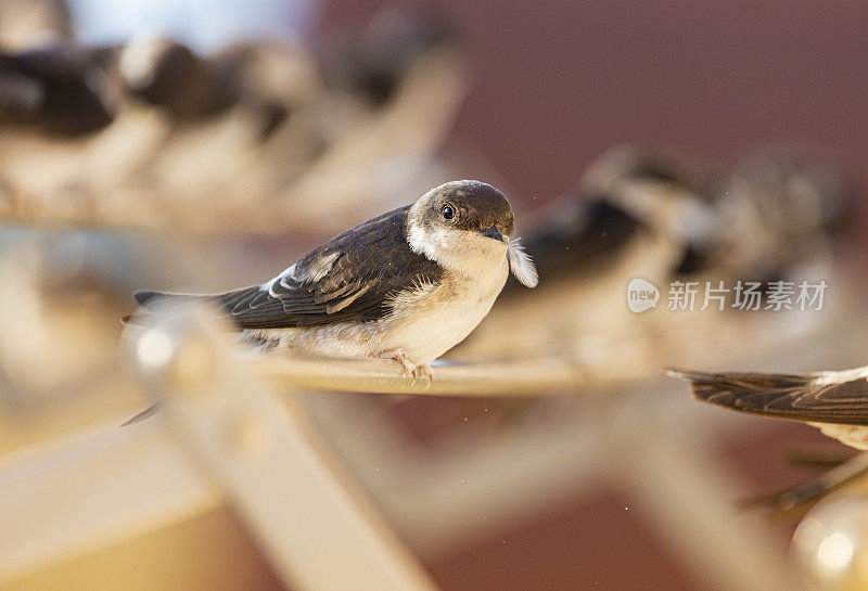 谷仓燕子(Hirundo rustica)在我的窗口靠近。躺在我的衣架上